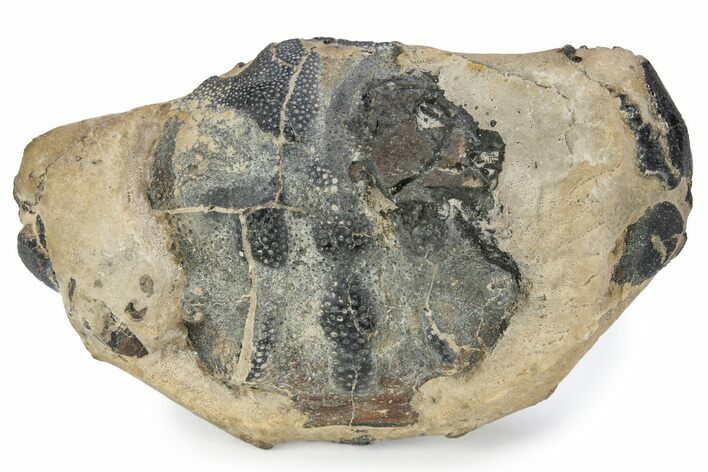 Fossil Crab (Zanthopsis) - London Clay, England #243404